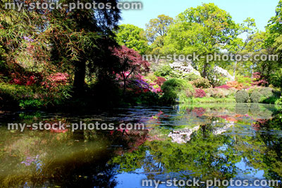 Stock image of fish pond in landscaped garden with Japanese maples and trees