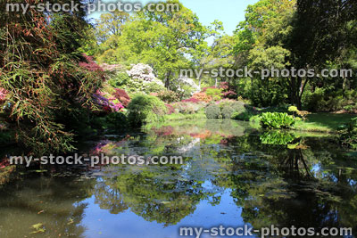 Stock image of garden pond with koi carp and goldfish, reflections of maples