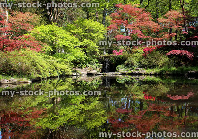 Stock image of landscaped Japanese garden with koi carp pond, maples and azaleas