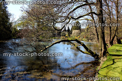 Stock image of natural garden with large pond and overhanging tree