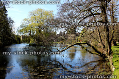 Stock image of garden with large pond and overhanging tree branch