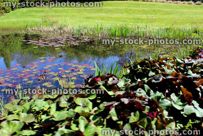 Stock image of garden pond with water lilies, next to lawn