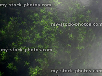 Stock image of green, underwater moss pond weed, star shaped leaves / plant