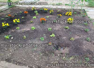 Stock image of dry garden with weeds, primulas, marigolds, sunflowers, annual flowers, needing watering