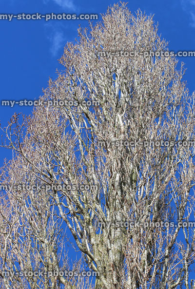 Stock image of tall Lombardy poplar tree in winter, no leaves