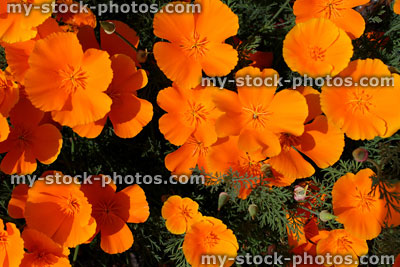 Stock image of orange poppy flowers / poppies (Orange King California Poppy / Eschscholzia californica)