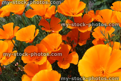 Stock image of orange poppy flowers / poppies (Orange King California Poppy / Eschscholzia californica)