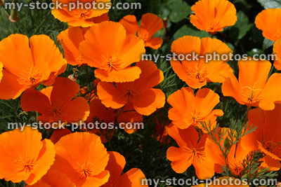 Stock image of orange poppy flowers / orange poppies (Orange King California Poppy / Eschscholzia)