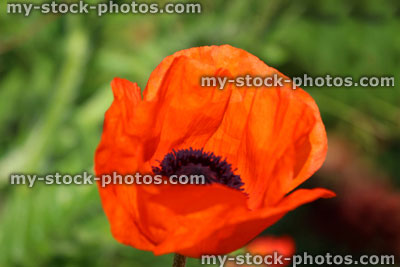 Stock image of red poppy flower (Brilliant Red Oriental Poppy / Papaver Orientale Brilliant)