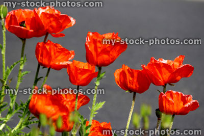 Stock image of red poppies (Brilliant Red Oriental Poppy flower / Papaver Orientale Brilliant)