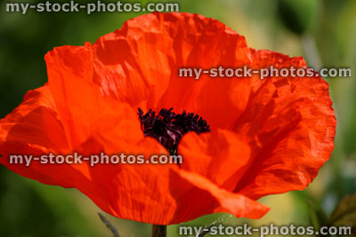 Stock image of red poppy flower (Brilliant Red Oriental Poppy / Papaver Orientale Brilliant)
