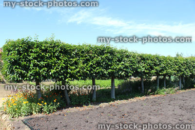 Stock image of standard portuguese laurel trees, laurel hedge, Portugal laurel (Prunus lusitanica)