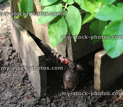 Stock image of potato plants growing in raised wooden boxes, vegetable garden