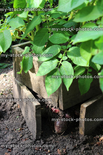 Stock image of potato plants growing in raised wooden boxes, vegetable garden