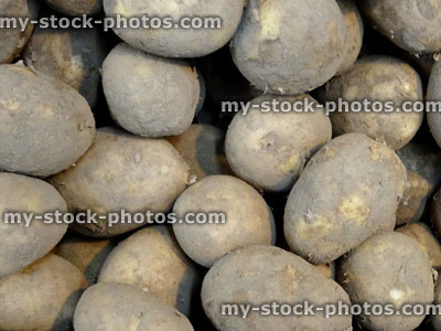 Stock image of freshly dug, dirty potatoes (King Edward's), supermarket, fruit / vegetable shop, greengrocer