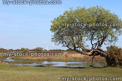 Stock image of dying tree suffering from pollution, factory chimney smoke in background