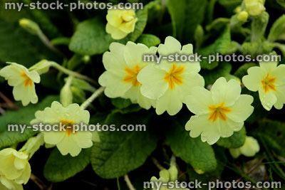 Stock image of wild primroses in the spring (close up)