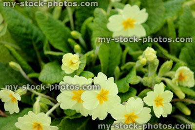 Stock image of wild primroses (primula vulgaris)