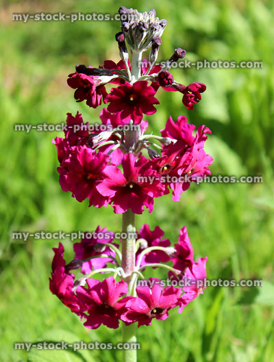 Stock image of unusual purple candelabra primula with purple flowers, growing in garden