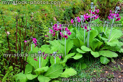 Stock image of purple candelabra primroses (primula) growing by garden stream