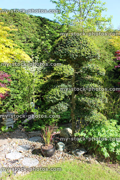 Stock image of large clipped cloud tree in Japanese garden, ilex crenata