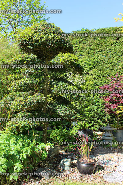 Stock image of pruned holly cloud tree growing in Japanese garden