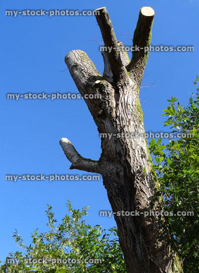 Stock image of tall deciduous tree pruned by tree surgeon in spring