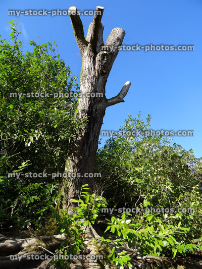 Stock image of deciduous tree, branches pruned back to trunk (tree surgeon)