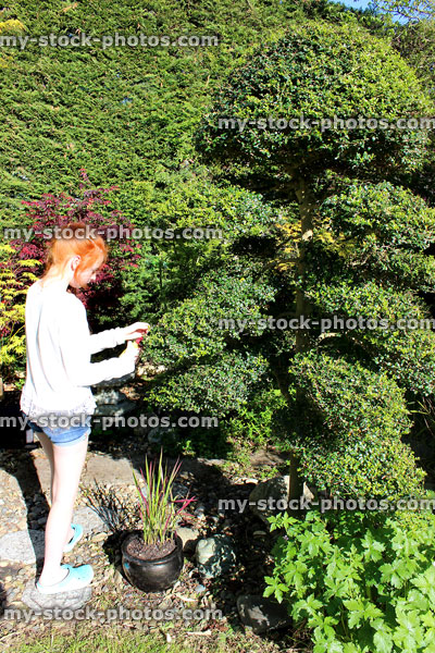 Stock image of girl gardener pruning Japanese holly cloud tree (Ilex crenata)