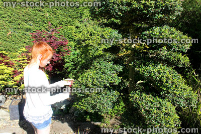 Stock image of Japanese cloud tree branches being clipped / pruned in garden