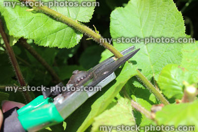 Stock image of secateurs pruning shoots of hazel hedge (Corylus avellana)