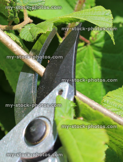 Stock image of secateurs pruning shoots of hazel hedge (Corylus avellana)