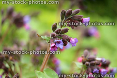 Stock image of pulmonaria (lungwort) flower in the spring (close up)