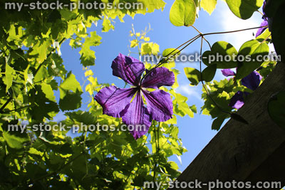 Stock image of purple clematis flower glowing in sunshine, climbing pant