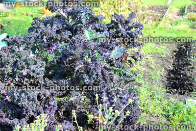 Stock image of purple curly kale plants growing in allotment vegetable garden / brassica oleracea