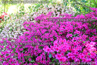 Stock image of pink / purple and white azalea flowers (rhododendron) in spring