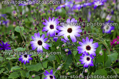 Stock image of white and purple daisy flowers on cineraria plants