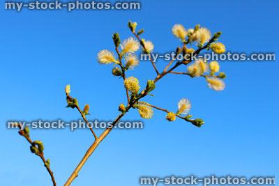 Stock image of male catkins of Salix caprea (goat willow)