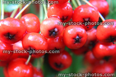 Stock image of red pyracantha berries / red firethorn (Pyracantha coccinea)