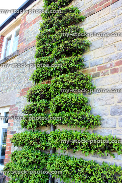 Stock image of green pyrancatha bush, clipped and trained as topiary espalier tree