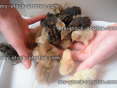 Stock image of Baby Chinese Painted Quail, Day Old Chicks