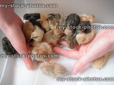 Stock image of Baby Chinese Painted Quail, Day Old Chicks