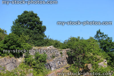 Stock image of overgrown, disused quarry face with ash trees (fraxinus excelsior), buddleia
