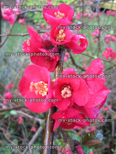 Stock image of Japanese Quince (Chaenomeles japonica) in the spring (close up)