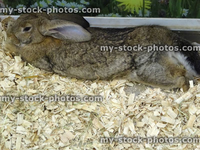 Stock image of large adult brown rabbit lying down, cage with wood shavings