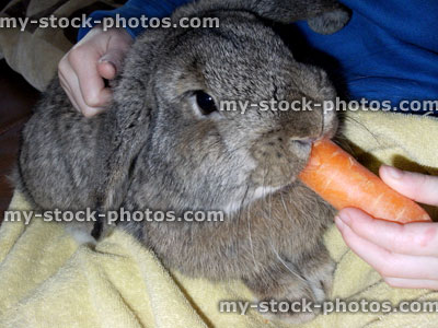 Stock image of lop eared rabbit being cared for