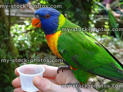 Stock image of tame rainbow lorikeet parrot perched on hand, drinking nectar