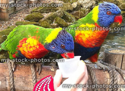 Stock image of hand feeding tame rainbow lorikeets with nectar pots