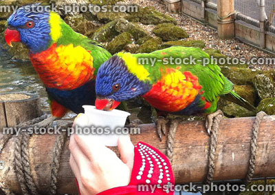 Stock image of hand feeding tame rainbow lorikeets with nectar pots