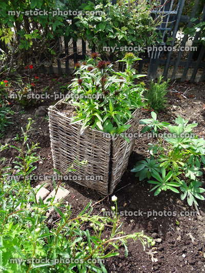 Stock image of raised bed planter made with wicker garden edging